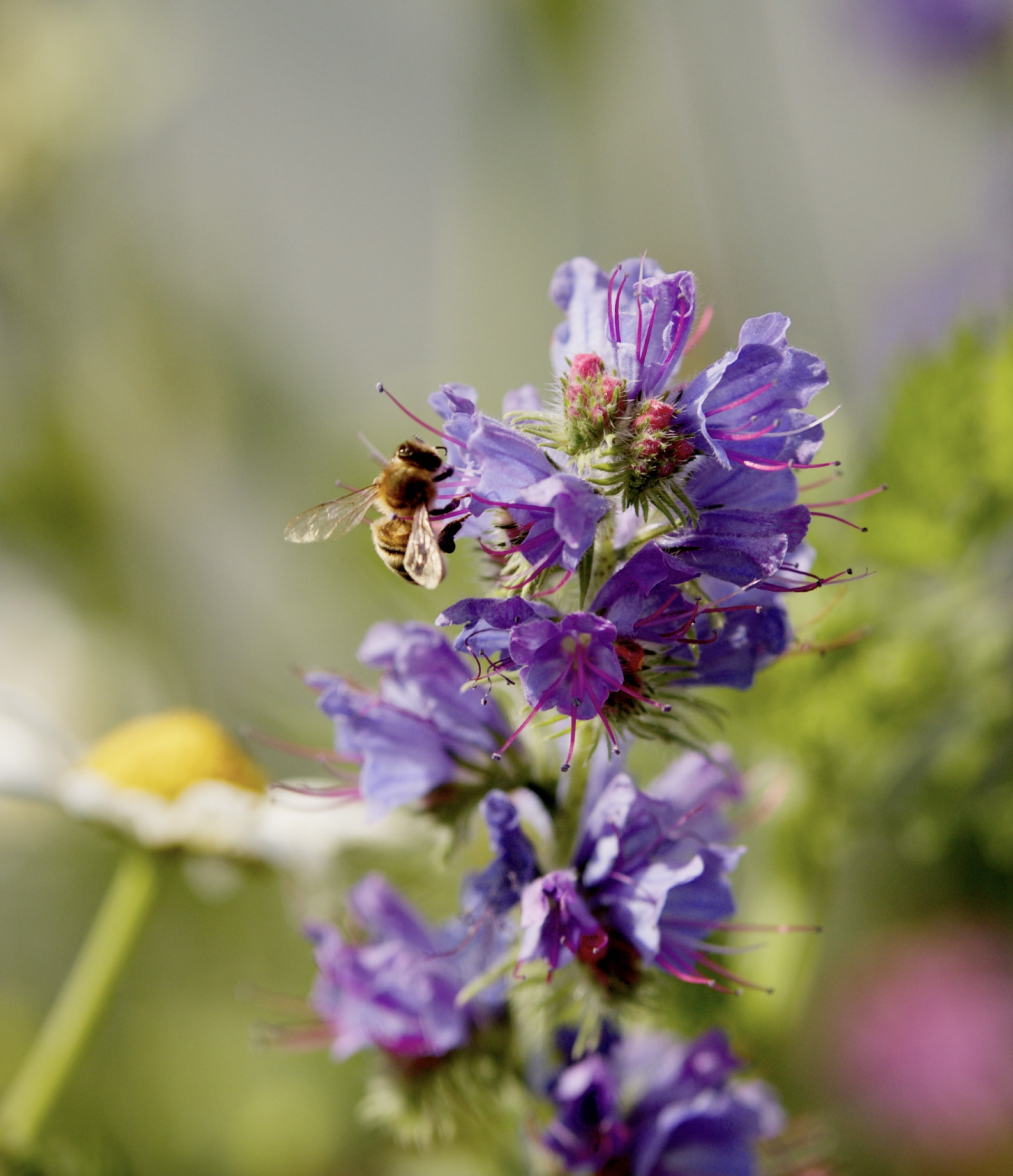 Bee on flower