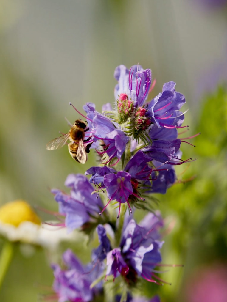 a bee on a flower in the garden near Ara Almelo
